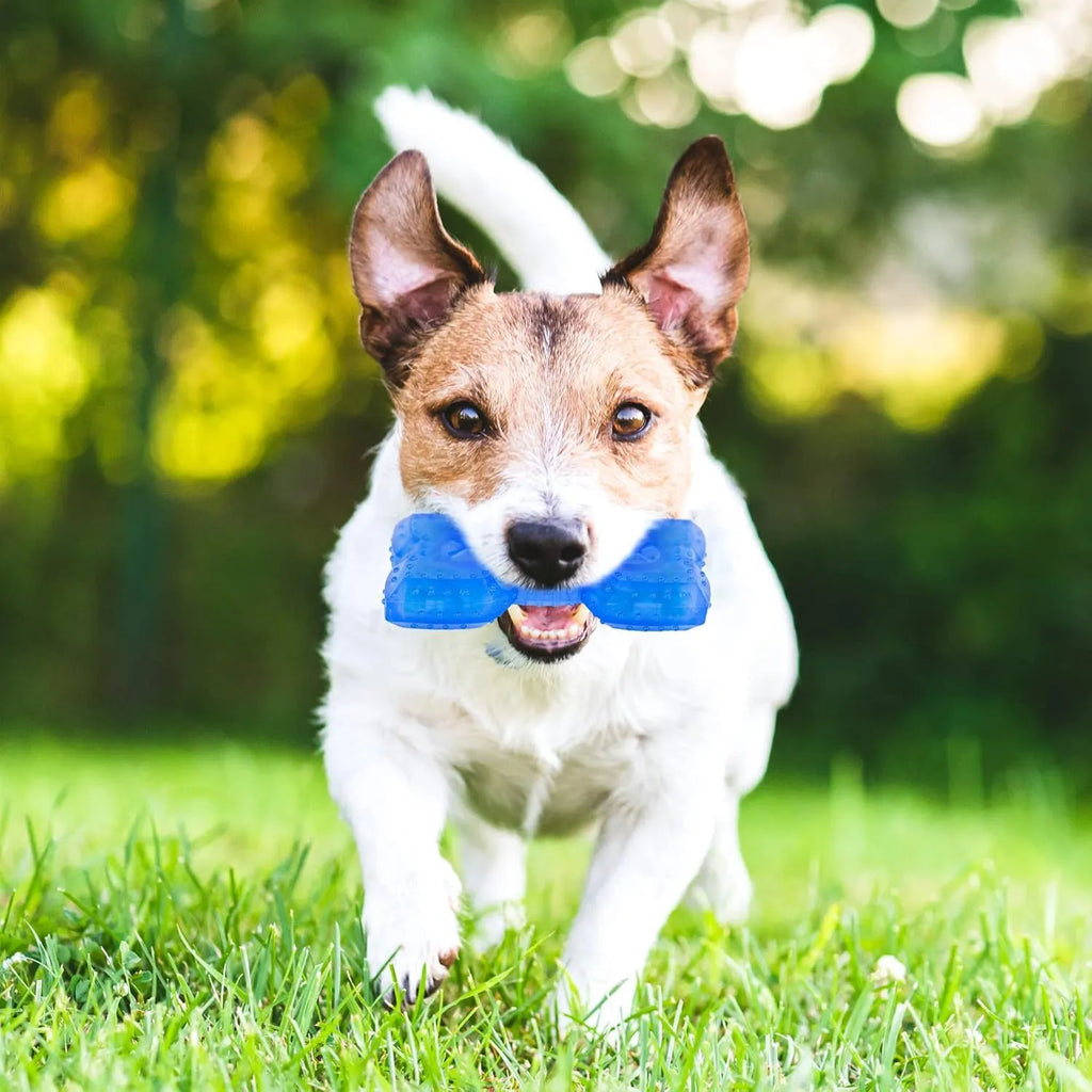 Freezable bone and circle shaped dog chew toys for cooling and teething relief.
