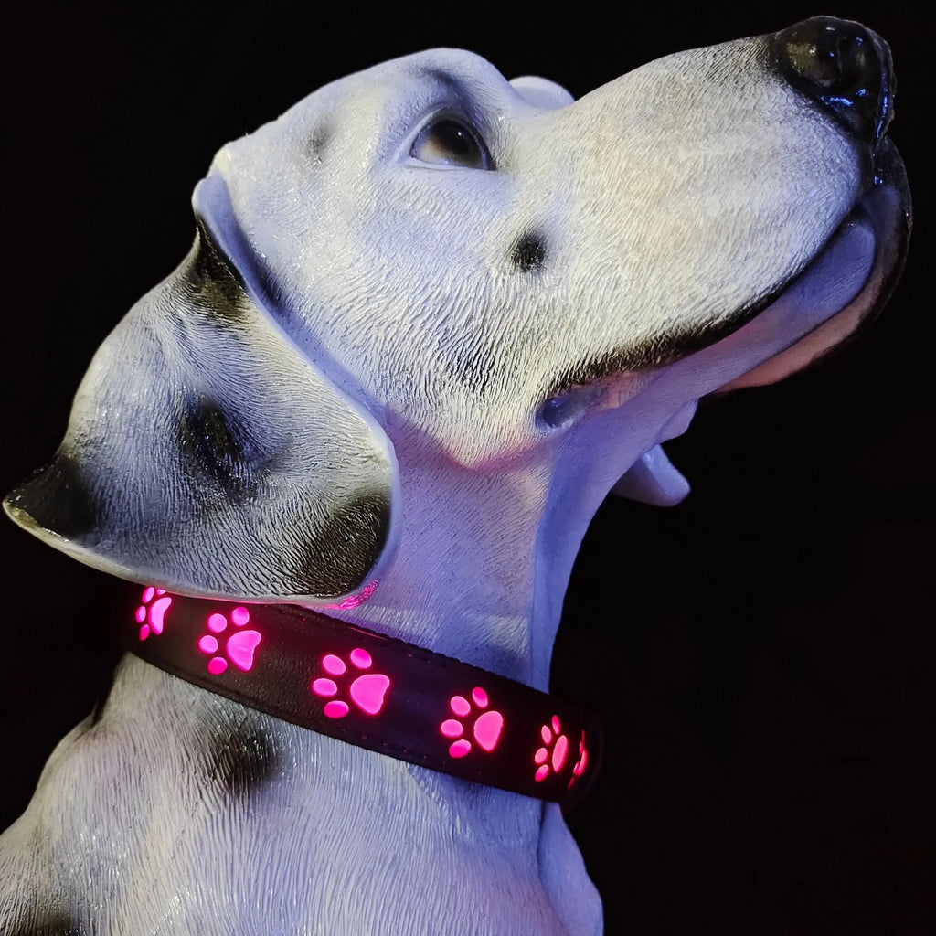 LED luminous dog collar displaying multiple colours with a paw print, shown on an adjustable polyester strap.