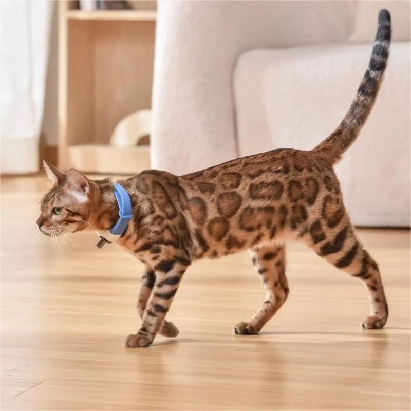 Pet cat toy laser collar in simple pattern with ABS material, available in black blue purple green, hands-free use