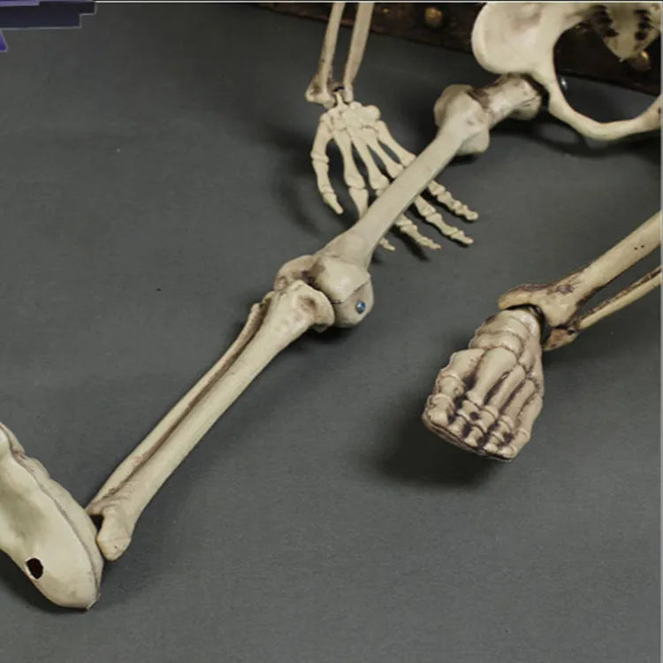 170cm tall plastic skeleton prop with detailed skull displayed upright