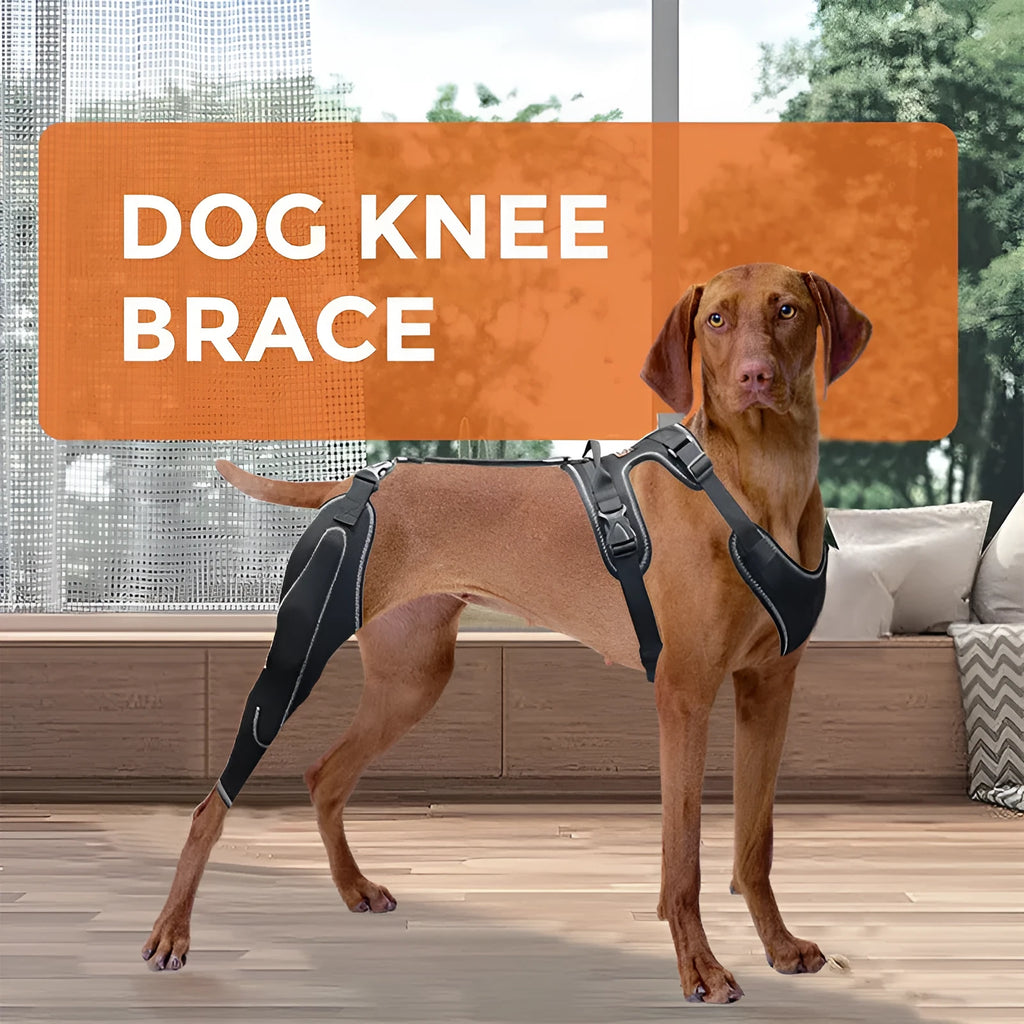 Black dog thigh protective sleeve with adjustable metal support for postoperative recovery
