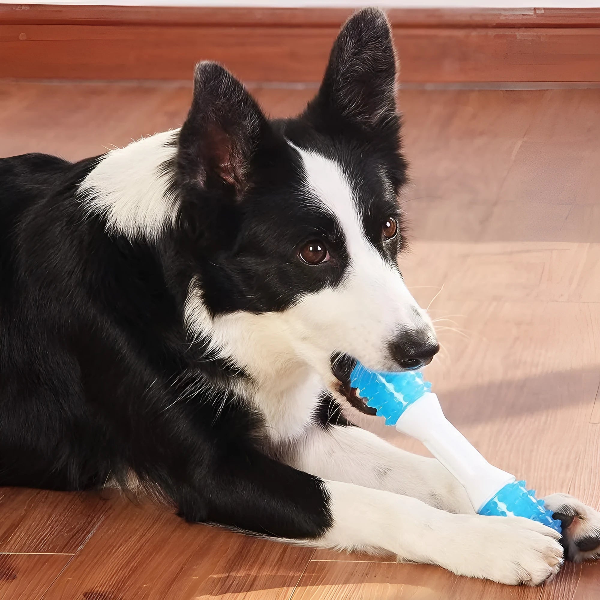 Dual-colour puppy teething chew toy in aqua bone design for dogs aged 2-8 months