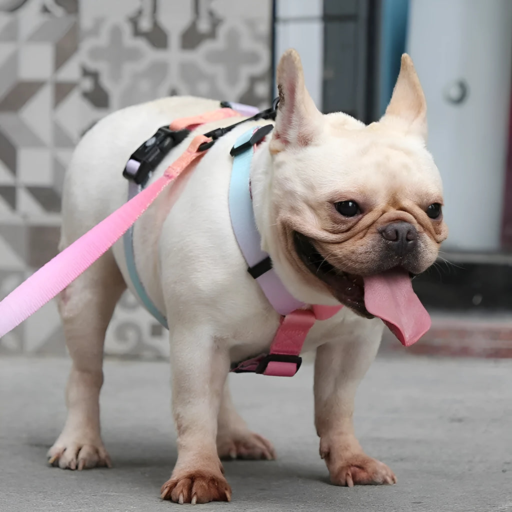 Adjustable polyester pet chest strap harness in a gradient colour, shown in S, M, L sizes.
