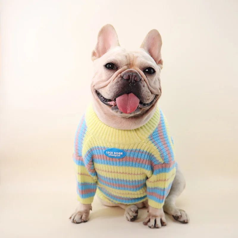Blue and yellow striped wool jumper for small dog on autumn winter background