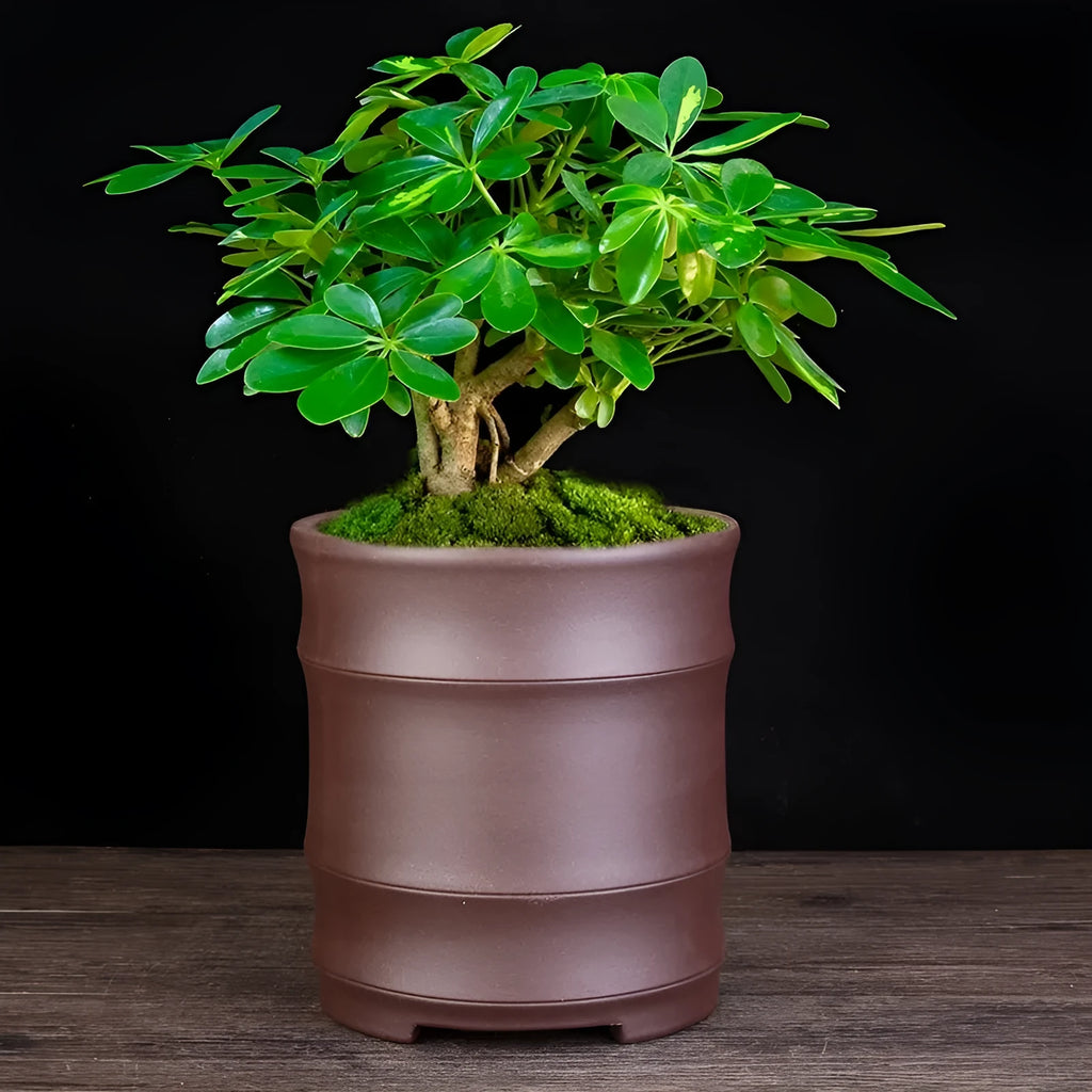 Fine Zisha large diameter bamboo joint flowerpot in classical purple sand with 19.9cm caliber and 22cm height