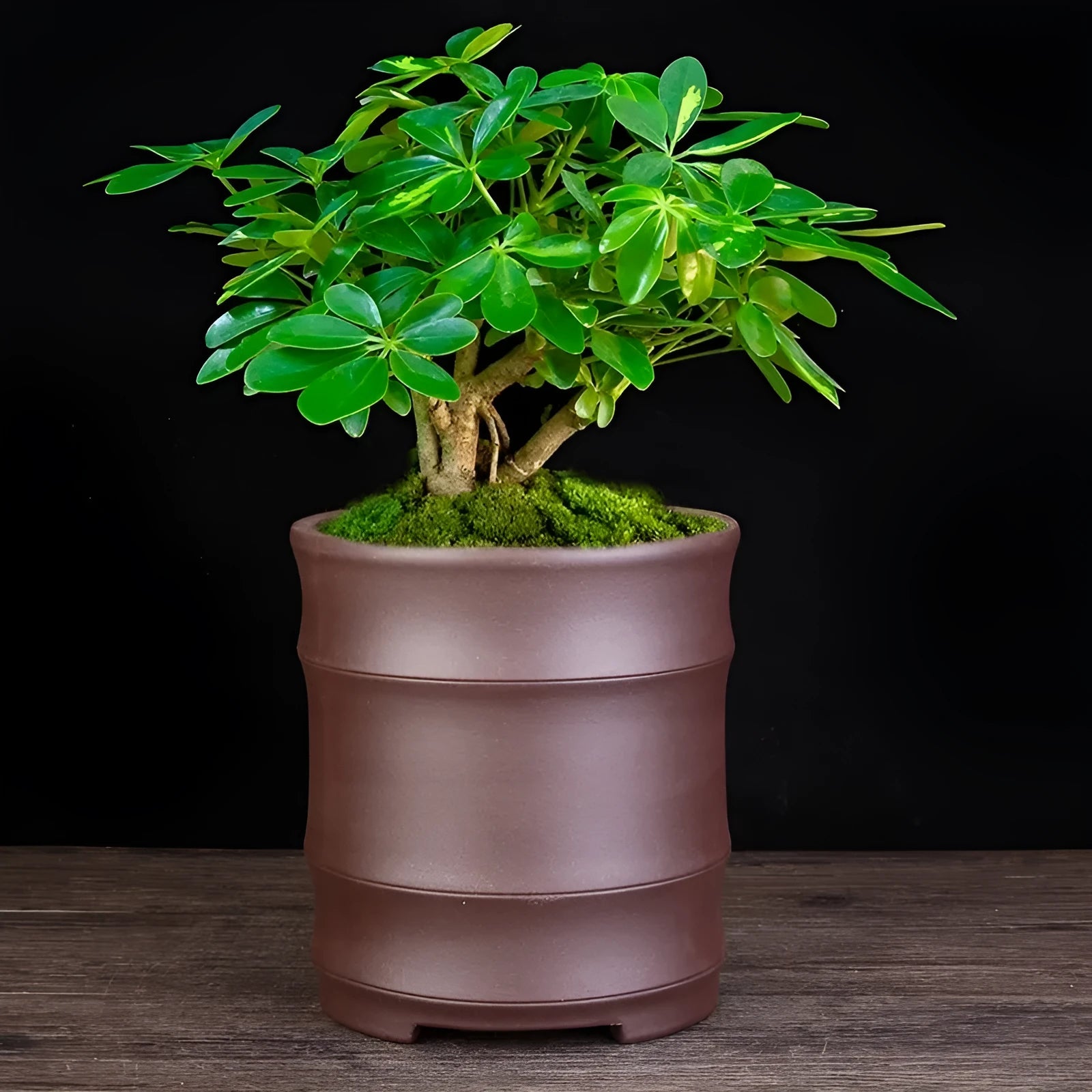 Fine Zisha large diameter bamboo joint flowerpot in classical purple sand with 19.9cm caliber and 22cm height