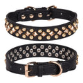 Rivet leather dog collar with golden rivet decoration in black on white background