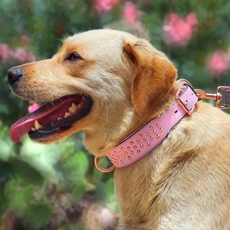 Leather dog collar with metal rivets in black, shown on a size chart with chocolate and pink colour options.