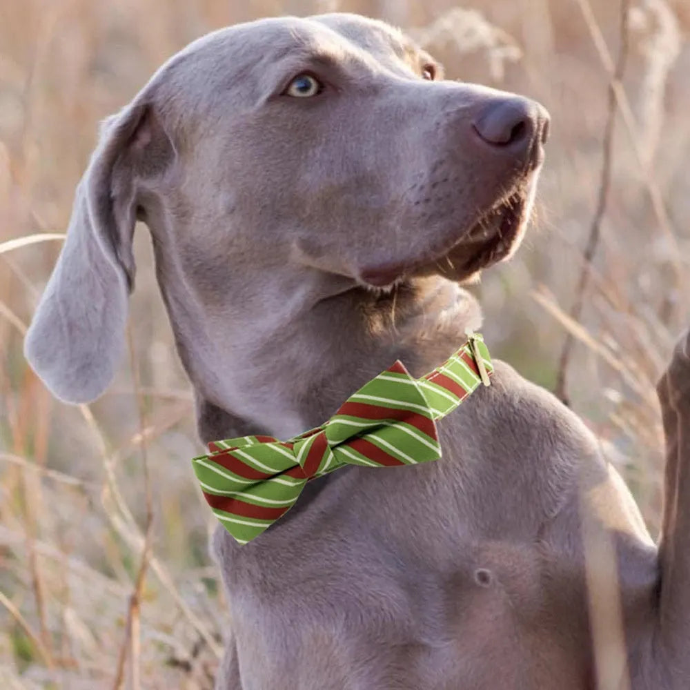 Striped green dog collar with an attached red bow knot, showing an engraved name on the collar surface.