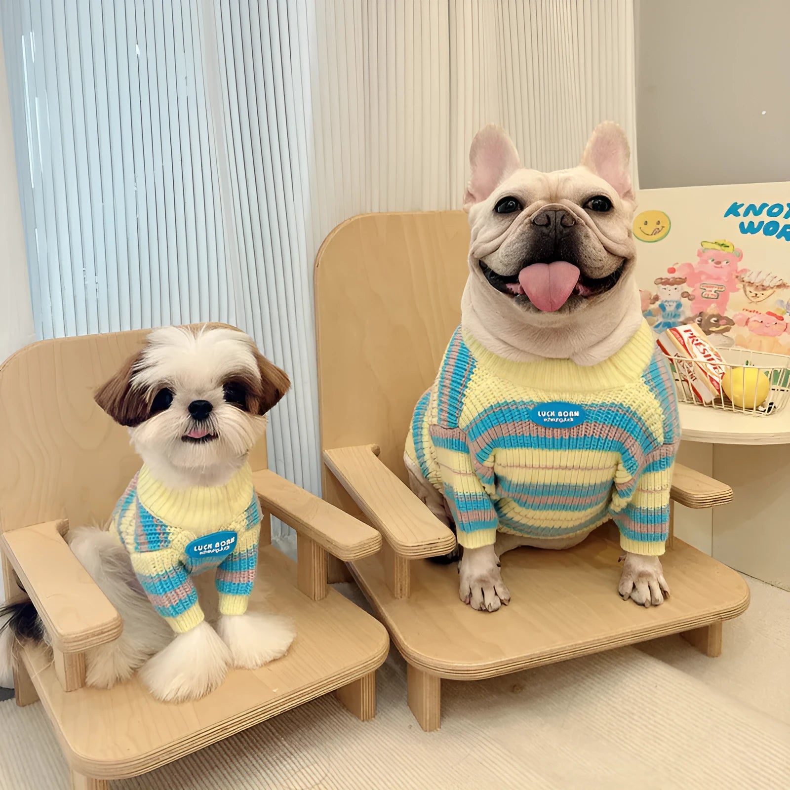 Blue and yellow striped wool jumper for small dog on autumn winter background