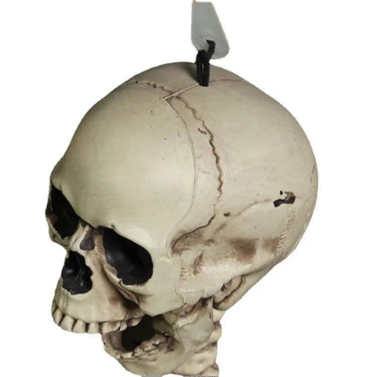 170cm tall plastic skeleton prop with detailed skull displayed upright
