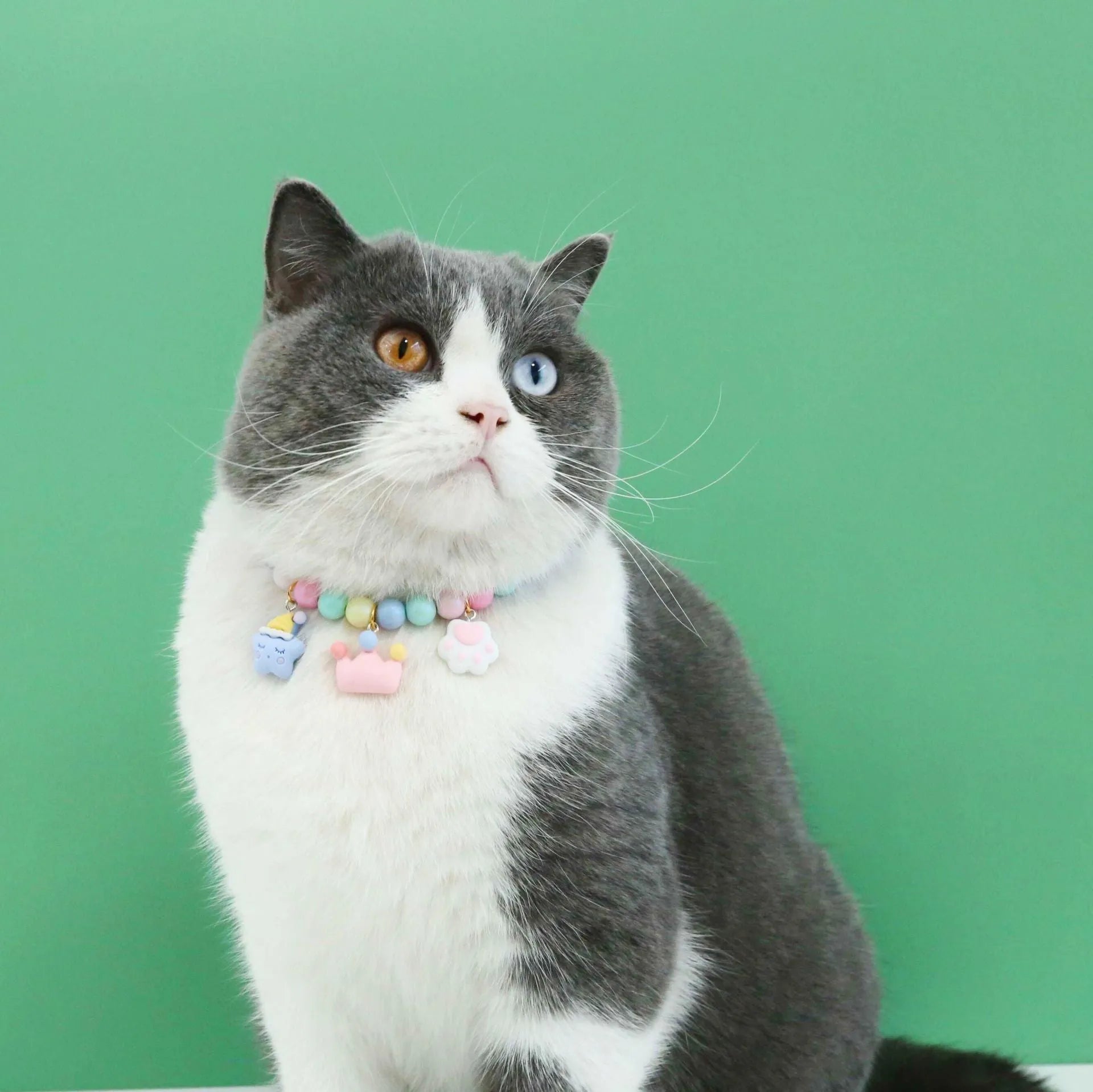 Colourful resin pet collar and bracelet set with moon and rabbit charms in macaron colours.