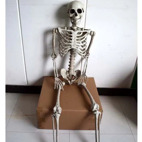 170cm tall plastic skeleton prop with detailed skull displayed upright