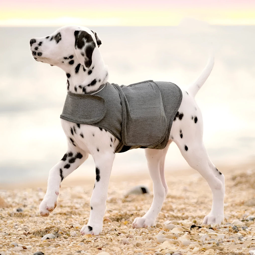 Heather Grey dog anxiety vest in brocade cotton ponte-de-roma fabric, shown on a model dog.