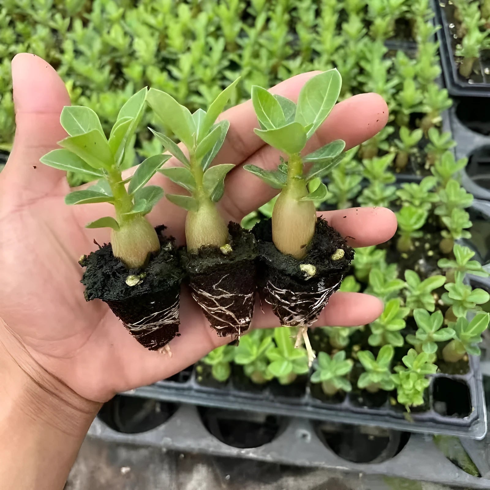 Bare-root desert rose adenium obesum seedling ready for potting