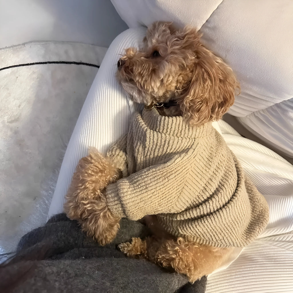 Brown cloth pullover sweater on a small dog, showing casual design.