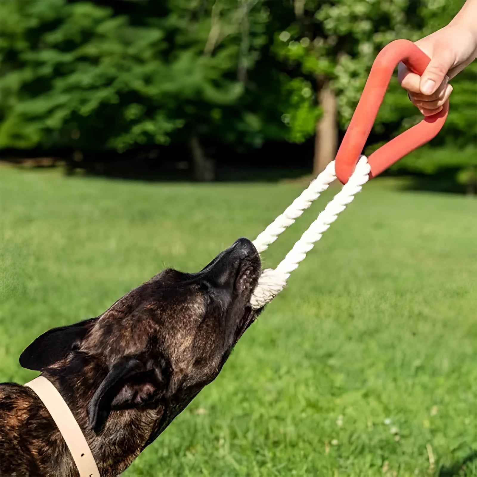 Large triangular pull ring dog toy with twisted cotton rope in beige, pink, or purple.