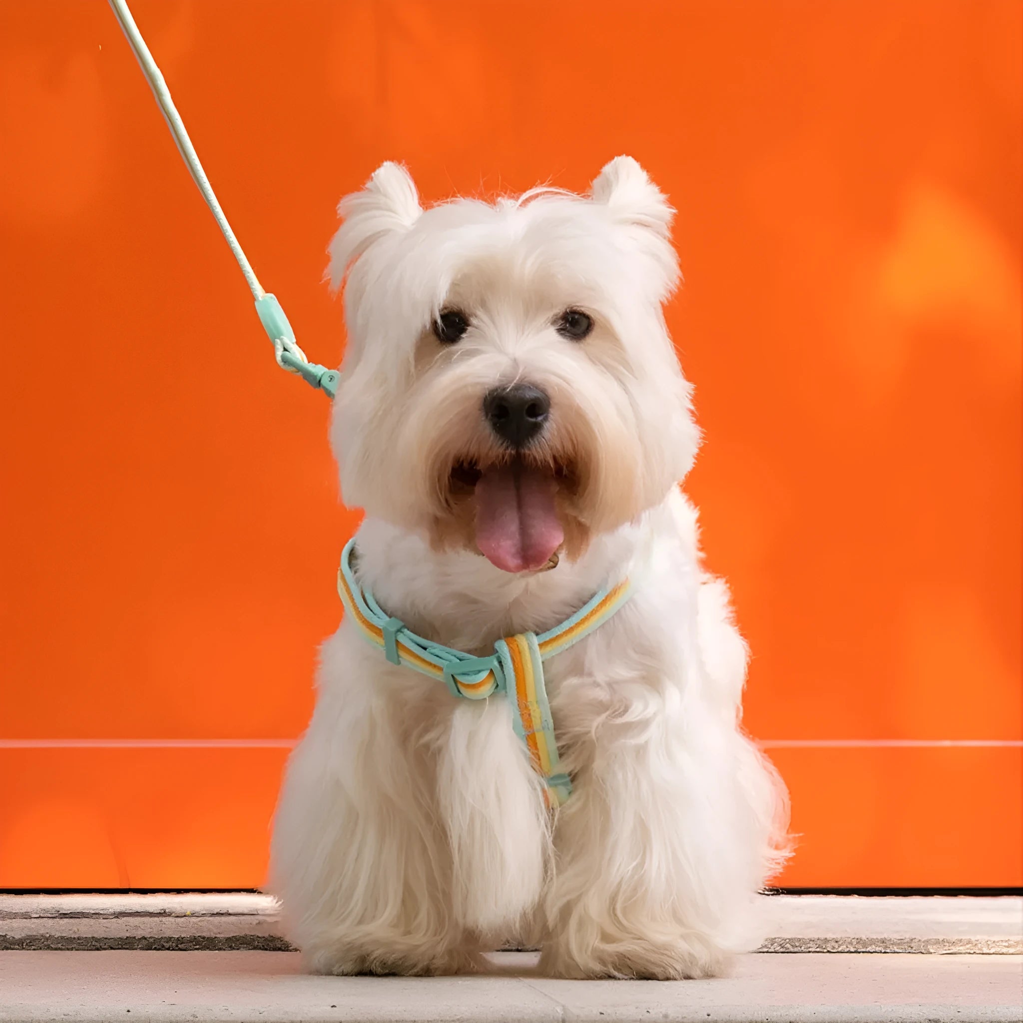 Retro record pattern dog collar and hand holding rope set for small medium dogs in various colours