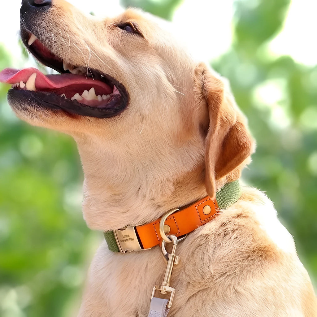 Small dog mohair collar and leash set in green with lettering, showing neck ring and traction rope.