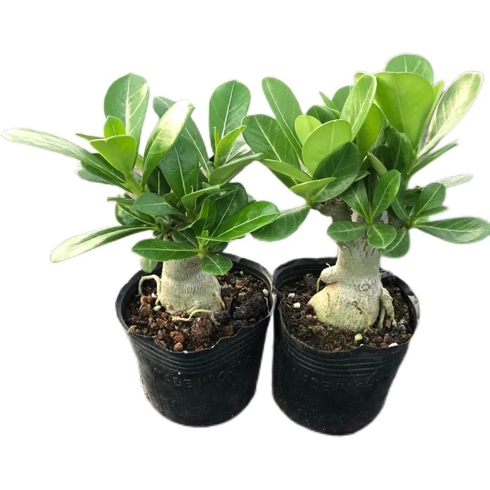 Bare-root desert rose adenium obesum seedling ready for potting