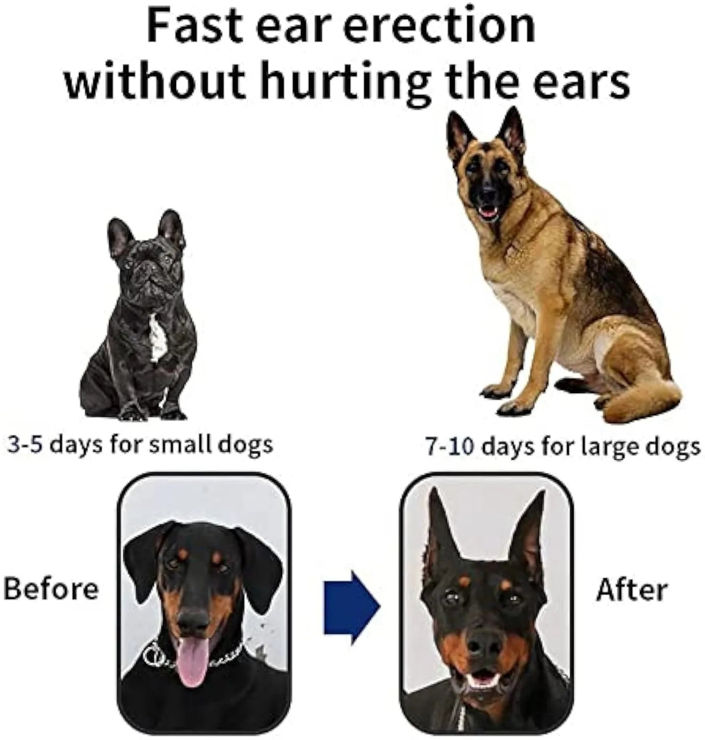 Dog ear support sticker tool for Doberman, Corgi, and Sheltie puppies on a white background