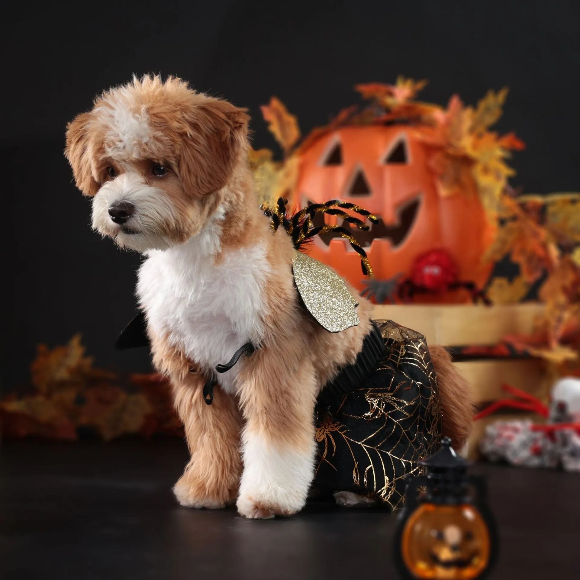 Halloween dog costume suit in polyester fabric shown on a pet, available in sizes small, medium, large, and extra large.