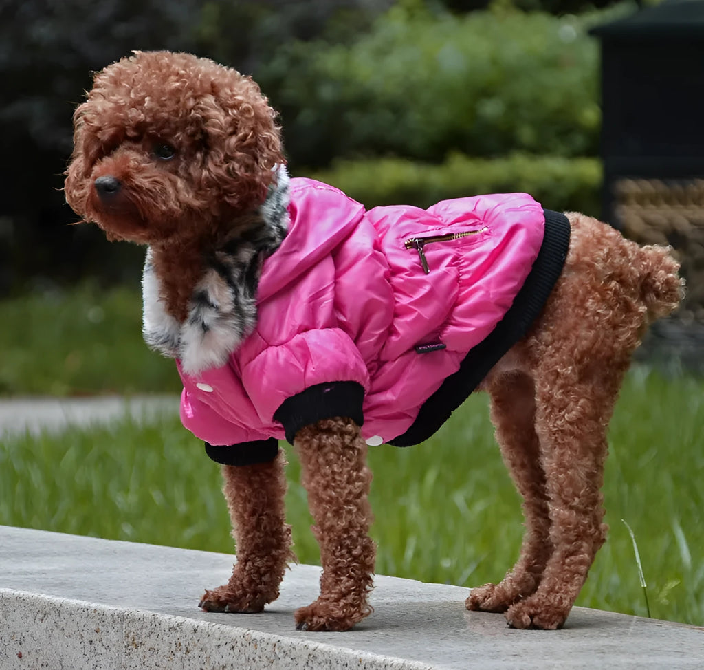 Cotton padded pet clothes with zipper closure in rose red colour for small dogs