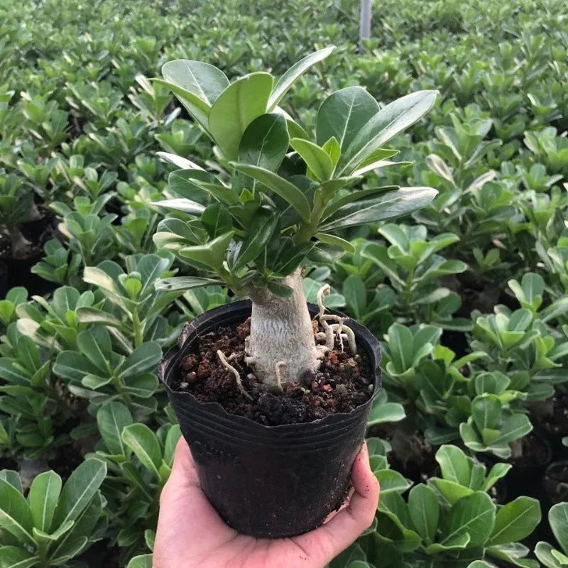 Bare-root desert rose adenium obesum seedling ready for potting