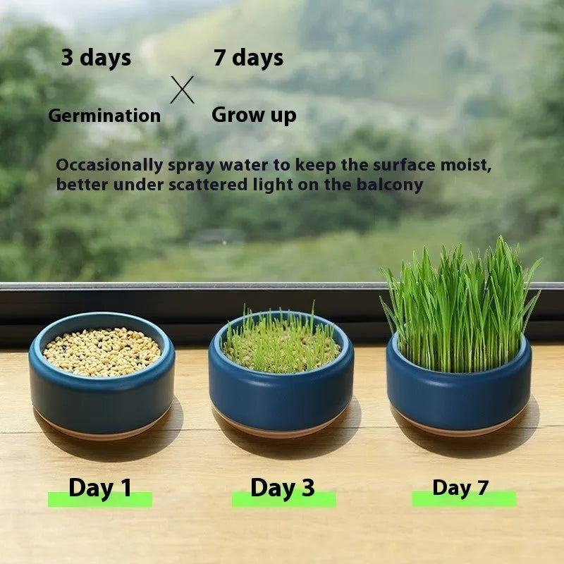 Blue hydroponic cat grass kit with a reusable pot and five packs of seeds for soilless growing.