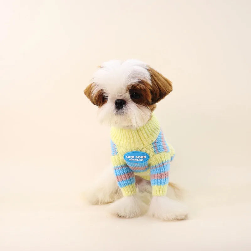 Blue and yellow striped wool jumper for small dog on autumn winter background