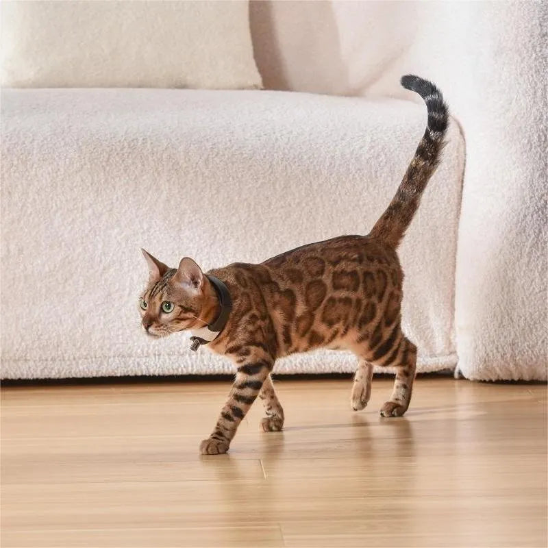 Pet cat toy laser collar in simple pattern with ABS material, available in black blue purple green, hands-free use