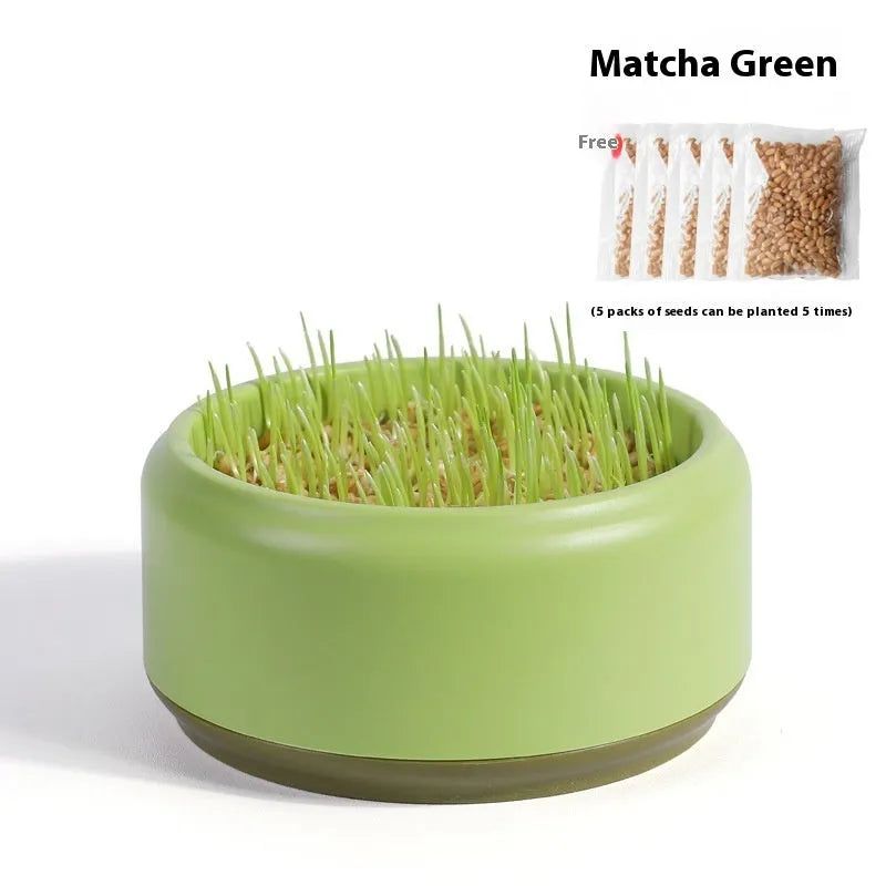 Blue hydroponic cat grass kit with a reusable pot and five packs of seeds for soilless growing.