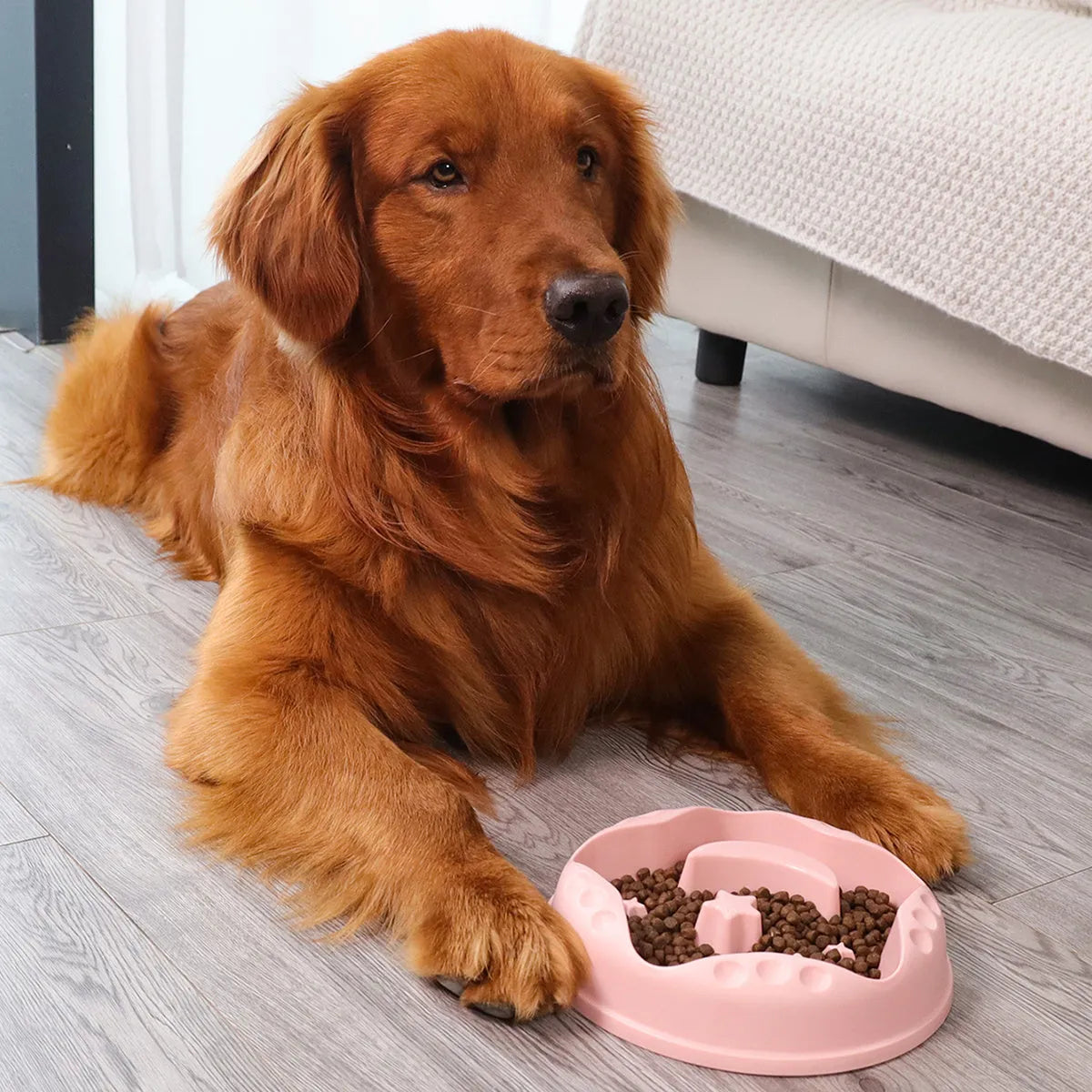 Moon star wings design slow feeder dog bowl in blue with non-slip base and internal ridges.