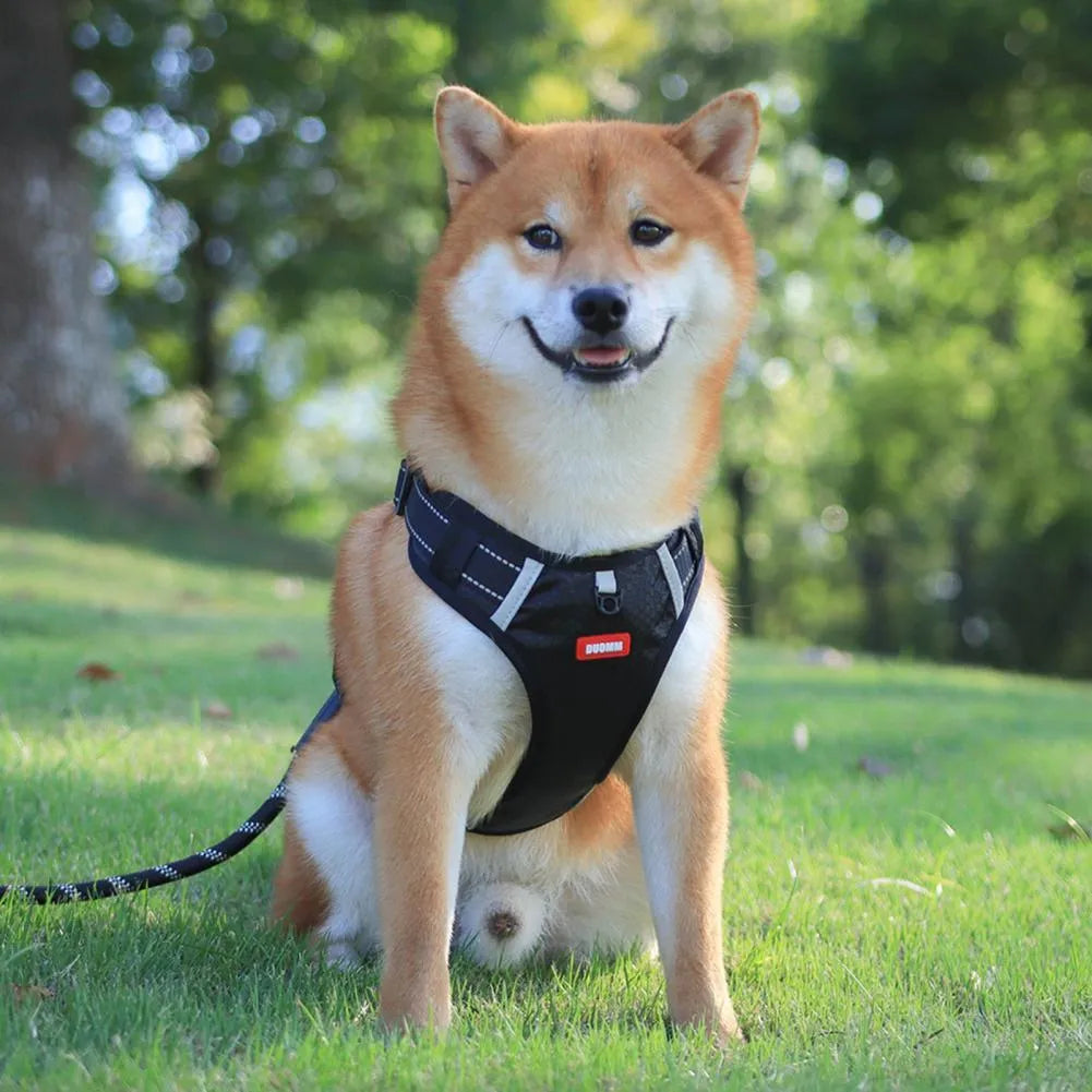 Orange adjustable nylon dog harness with reflective strips and mesh panels shown on dog