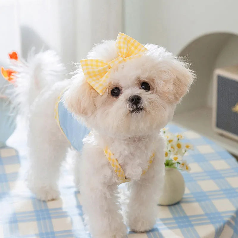 Small dog wearing a blue elastic vest with a heart texture and bow suspenders.