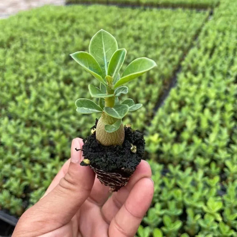 Bare-root desert rose adenium obesum seedling ready for potting